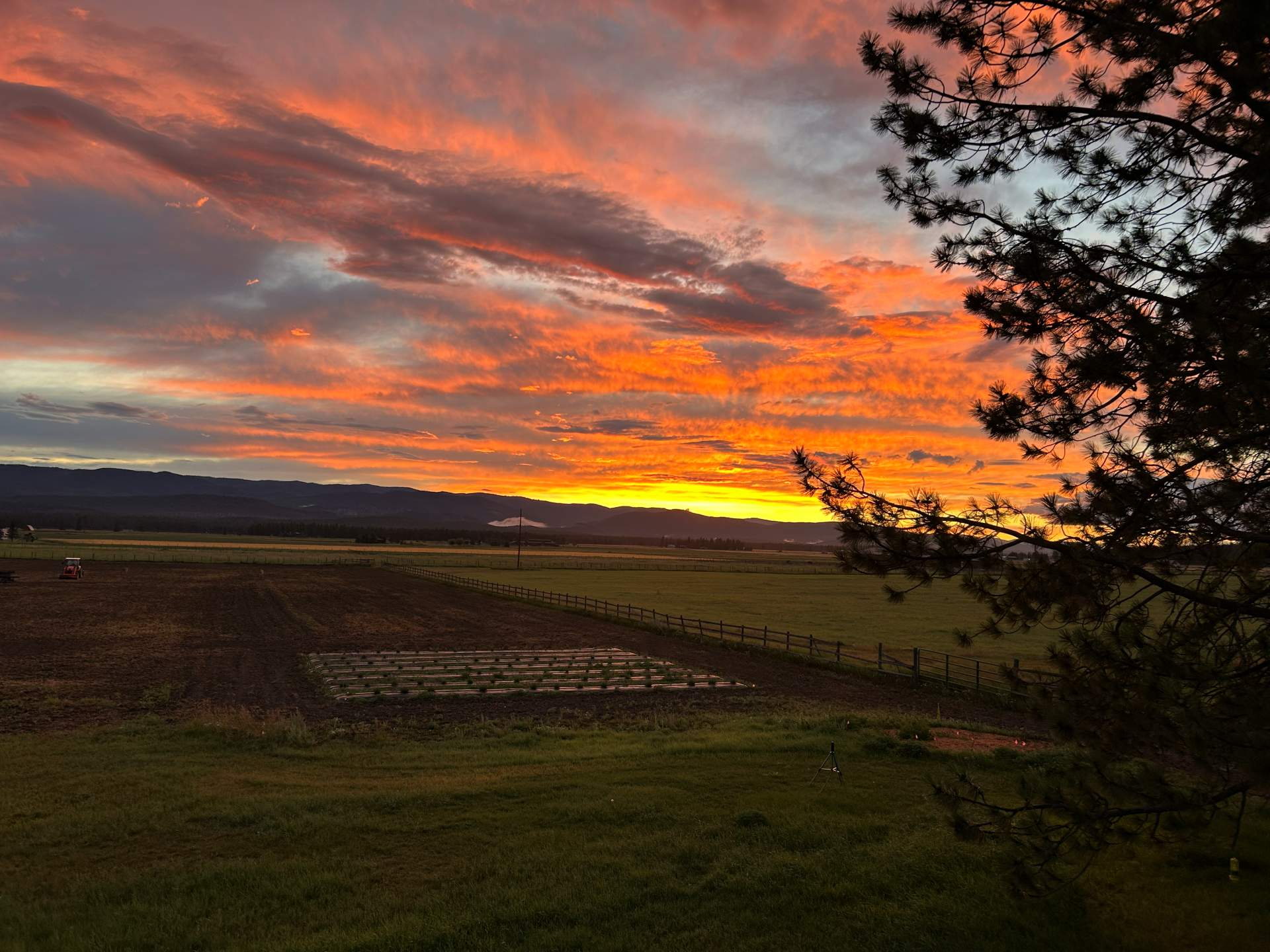 Lavender Field Sunset
